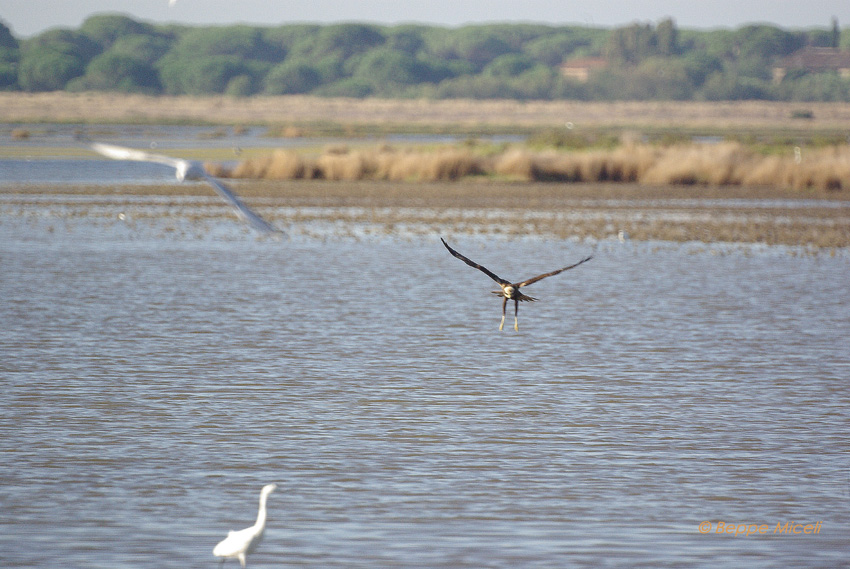 Falco di palude